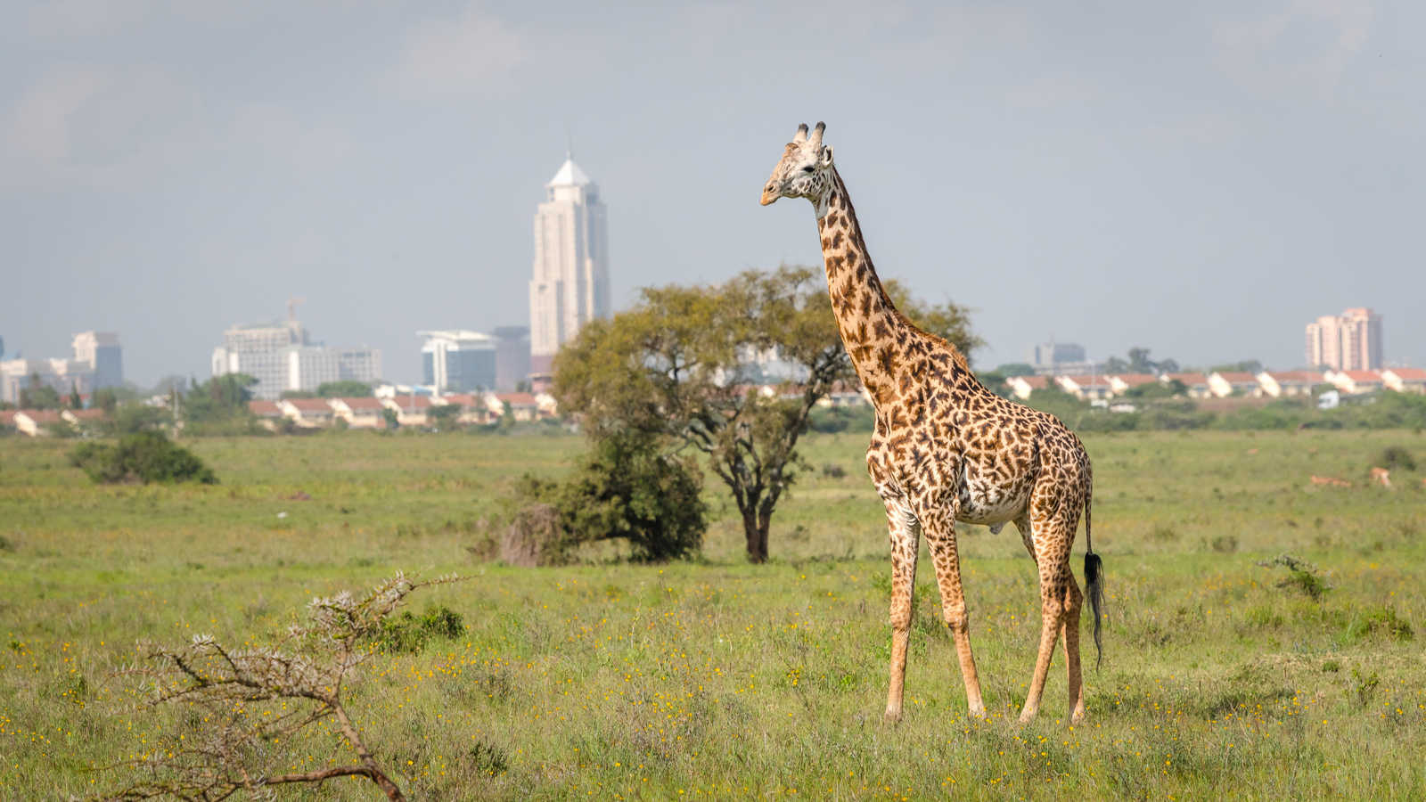 nairobi skyline with giraffe 